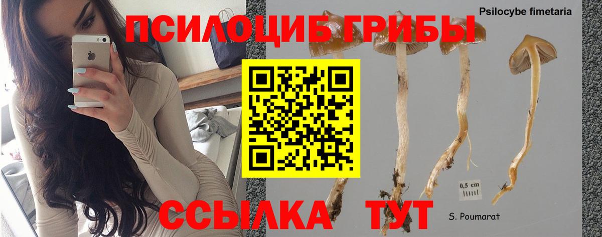 Псилоцибиновые грибы мицелий Саянск